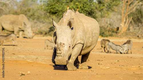 White Rhino in South Africa with horn trimmed to prevent poachers from killing it.  © buttbongo
