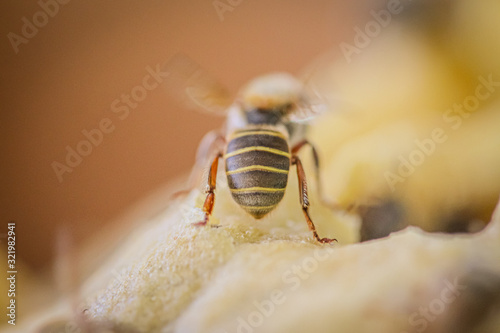 Abeja Melipona 