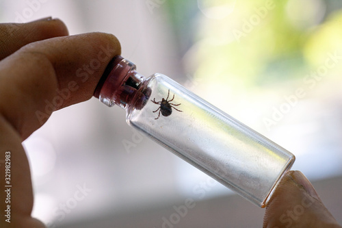 A doctor holds a test tube with an ixodic tick photo