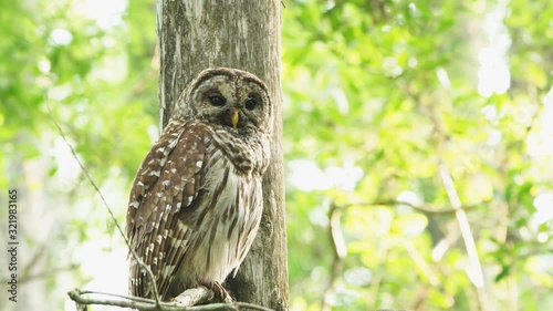 Barred Owl in North American swamp photo