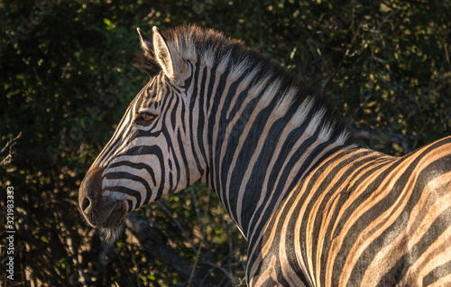 wild zebra in the African bush.