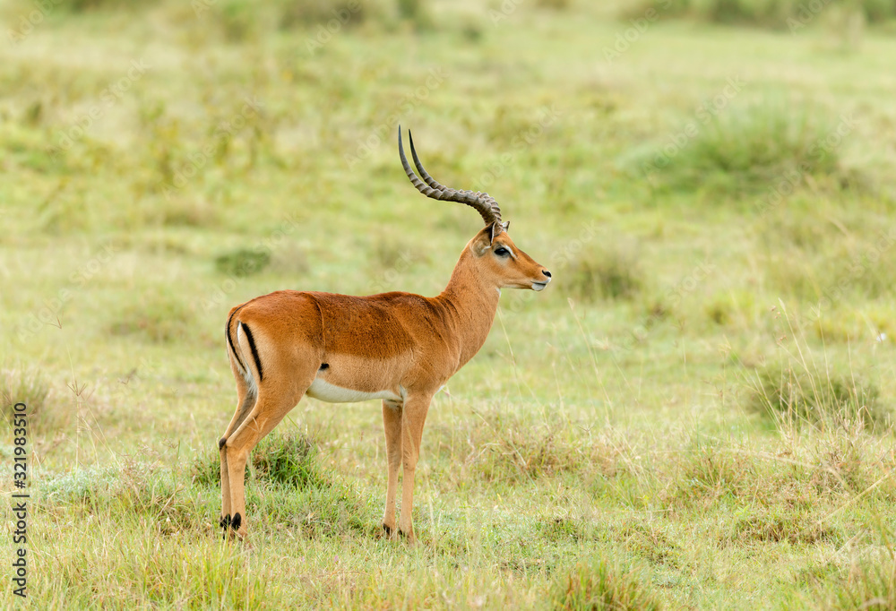 Impala Gazelle medium-sized antelope, Amboseli, Africa Impala Gazelle medium-sized antelope, Amboseli, Africa
