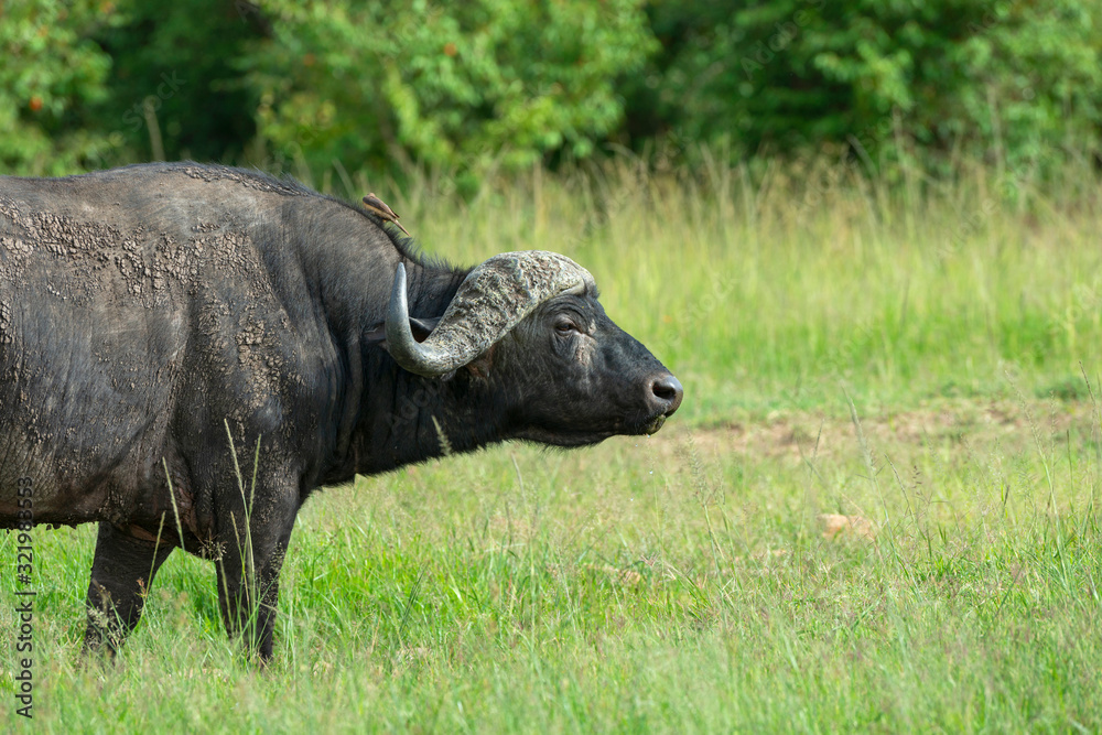 Cape buffalo, Syncerus caffer, masaimara, Kenya, Africa Cape buffalo, Syncerus caffer, masaimara, Kenya, Africa