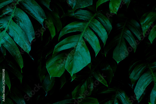 Tropical leaves, abstract green leaves texture, nature background for wallpaper