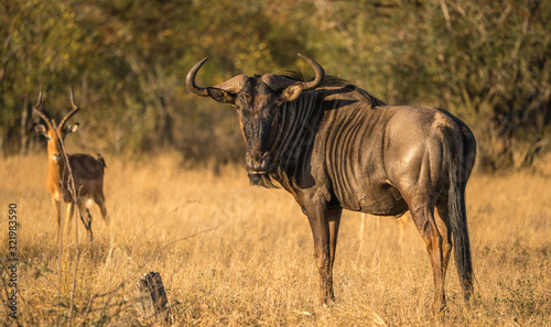 wildebeest in South Africa 