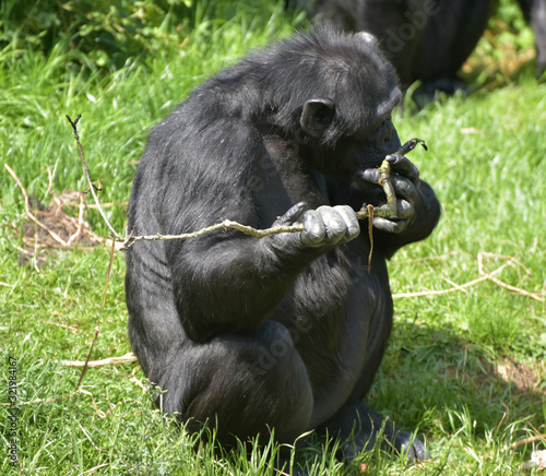 Chimpanzees, Acinonyx jubatus, exploring grassland 