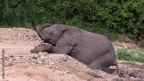 An elephant calf resting on the sandy dried up riverbed in Timbavati, South Africa.