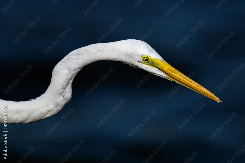 hunting egret portrait hunting egret portrait