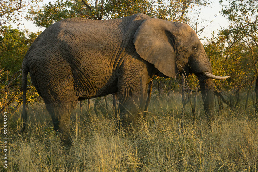 African Elephant in the wild at Kruguer Park. 