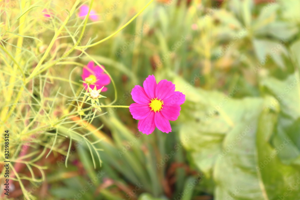 Fototapeta premium コスモスの花