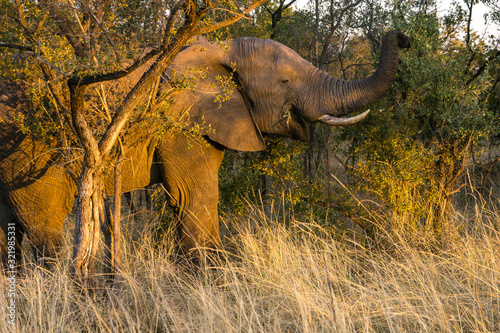 African elephant eating in the wild in South Africa.