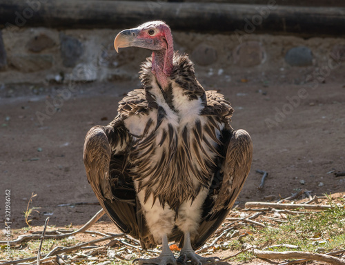 Lappet faced Vulture from Africa