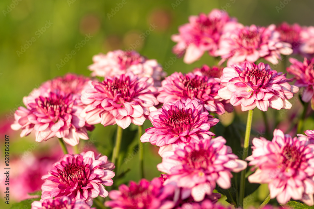 Fresh bright Pink chrysanthemums in autumn garden. Close uppink chrysanthemums. Pink flowers concept. Fresh bright Pink chrysanthemums in autumn garden. Close uppink chrysanthemums. Pink flowers concept.