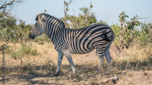 Zebra in Africa on safari