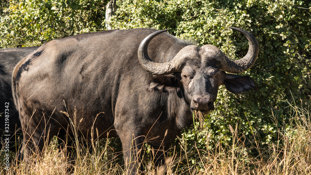 Obraz premium A cape buffalo in South Africa with big horns. 