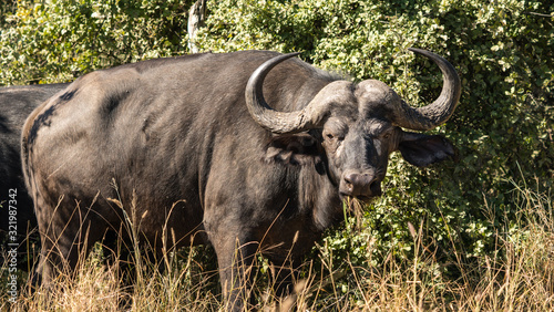 A cape buffalo in South Africa with big horns. 