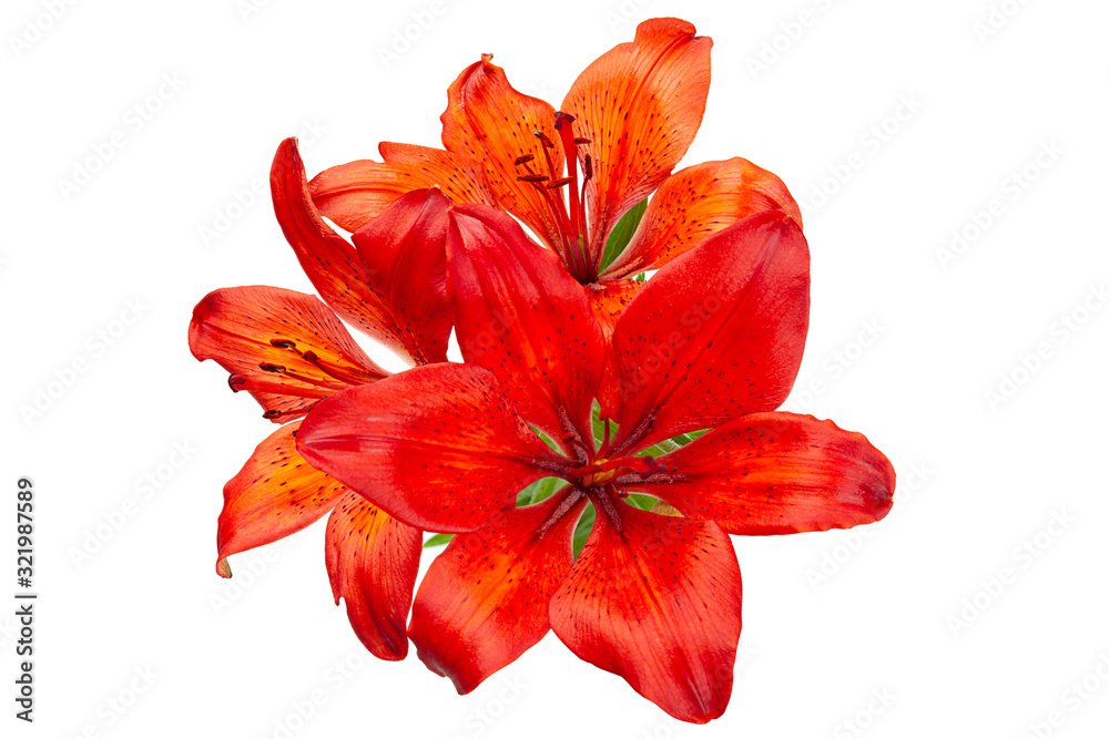 Red lilly flower head