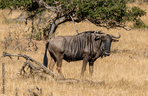Wildebeest in South Africa on a brown savannah