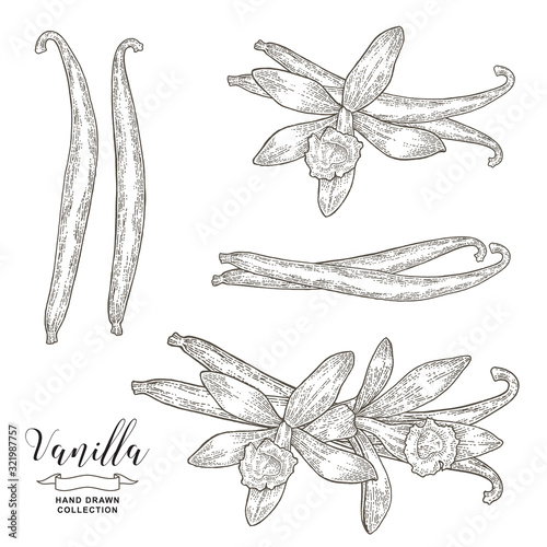 Vanilla flowers and sticks. Vanilla plant hand drawn. Vector illustration botanical. Vintage engraving style.