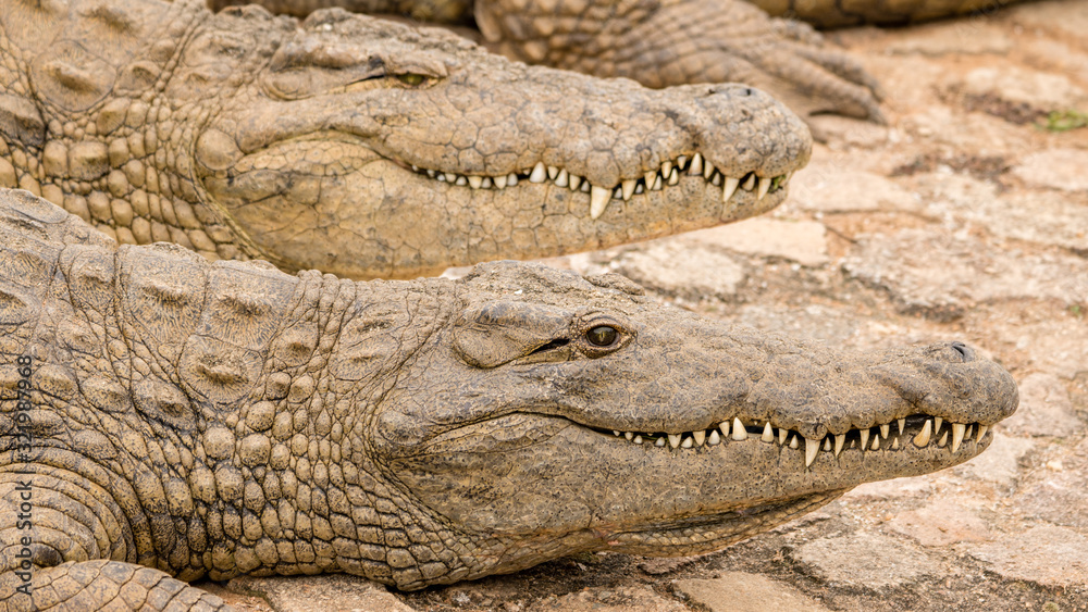 Fototapeta premium Crocodiles sunning in close up 