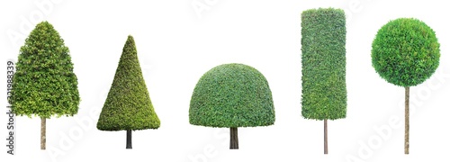 collection set of different shape of topiary tree isolated on white background for formal Japanese and English style artistic design garden with clipping path photo