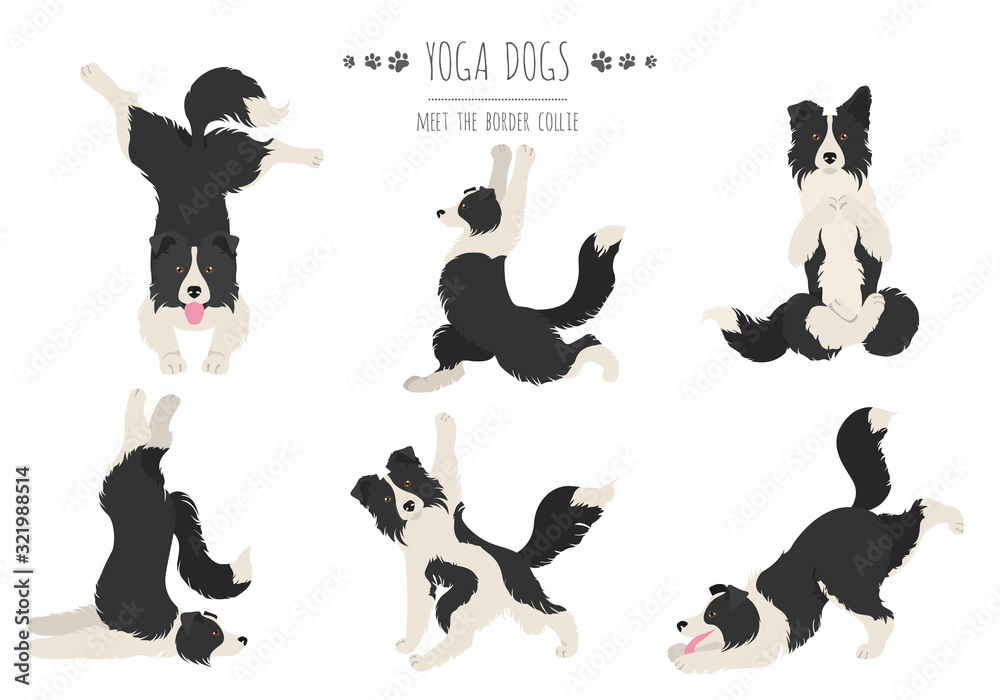 Yoga dogs poses and exercises poster design. Border collie clipart