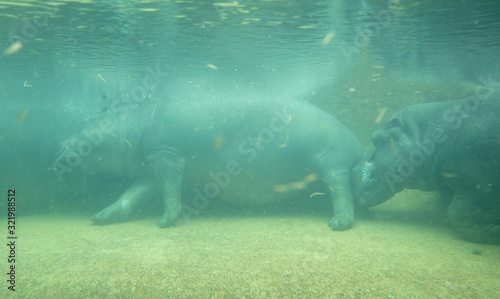 Under water hippo