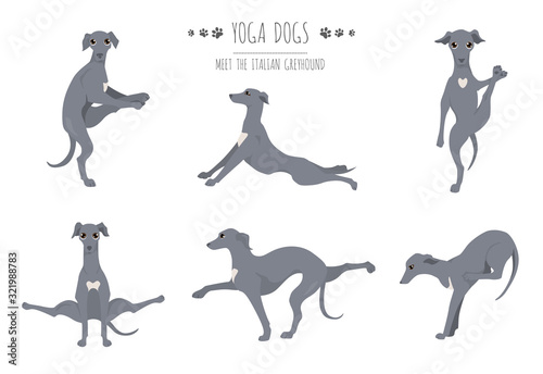 Yoga dogs poses and exercises poster design. Italian greyhound clipart