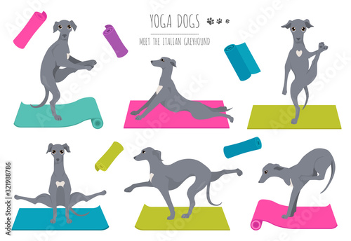 Yoga dogs poses and exercises poster design. Italian greyhound clipart