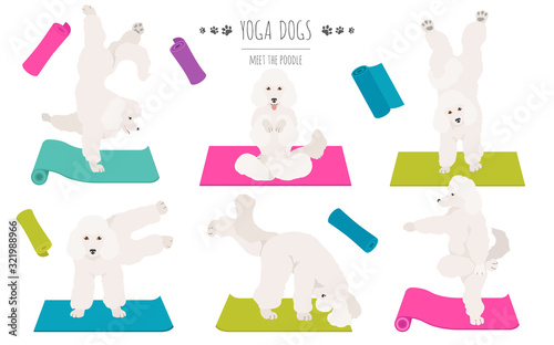 Yoga dogs poses and exercises poster design. Poodle clipart