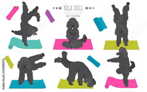 Yoga dogs poses and exercises poster design. Poodle clipart