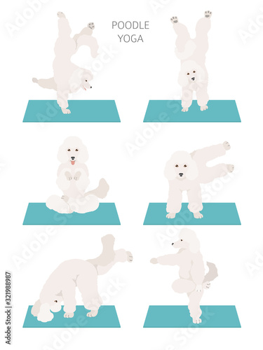 Yoga dogs poses and exercises poster design. Poodle clipart