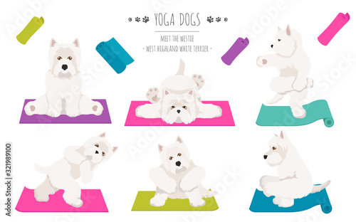 Fototapeta Naklejka Na Ścianę i Meble -  Yoga dogs poses and exercises poster design. West Highland White Terrier clipart
