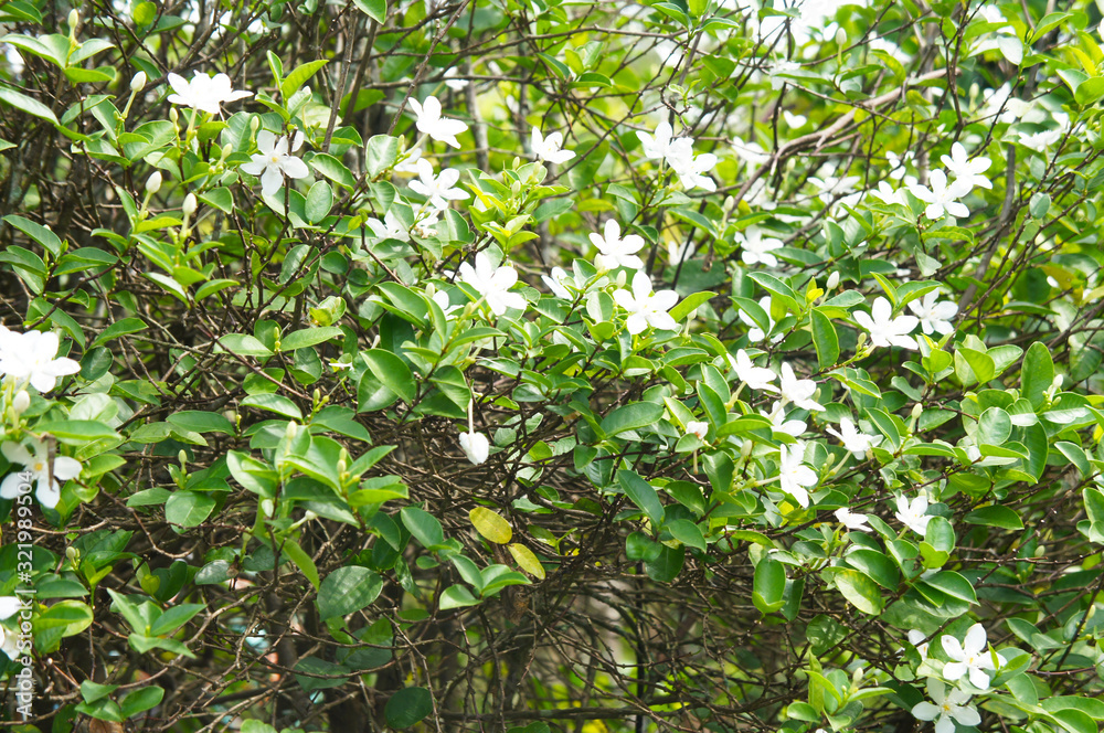 Wrightia antidysenterica or coral swirl shrub with white flowers background Wrightia antidysenterica or coral swirl shrub with white flowers background