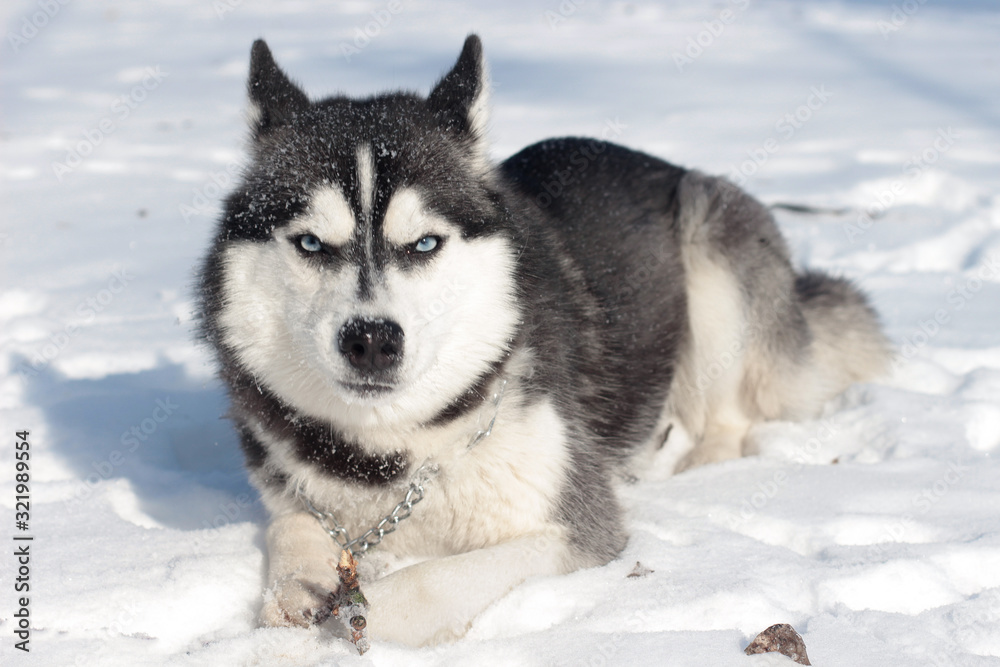 siberian husky in snow