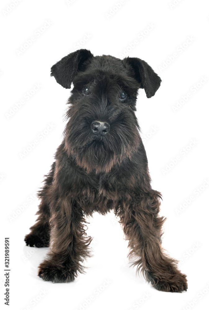 black miniature schnauzer in studio