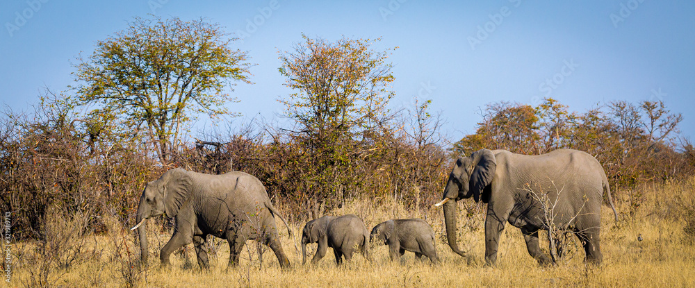 Obraz premium Elefant
