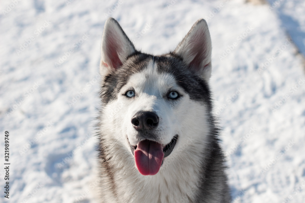 siberian husky in snow