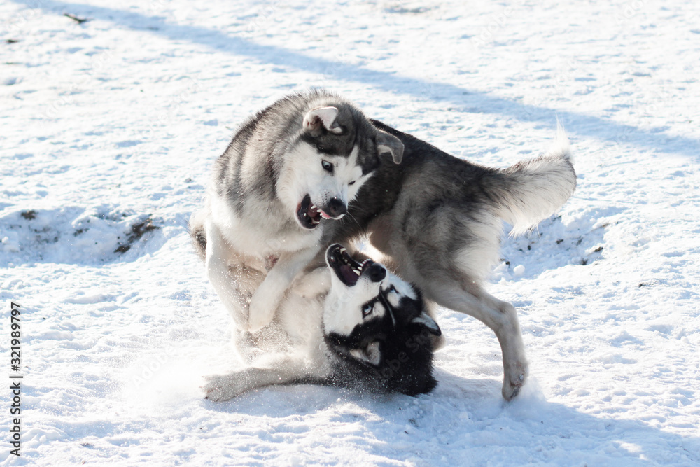 Naklejka premium siberian husky dog in the snow