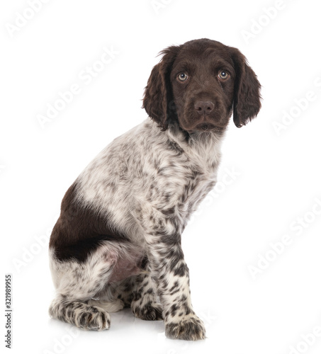 Fototapeta Naklejka Na Ścianę i Meble -  puppy Small Munsterlander