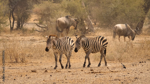 Two zebras walk in the opposite direction from two gnu on the savannah in Tanzania