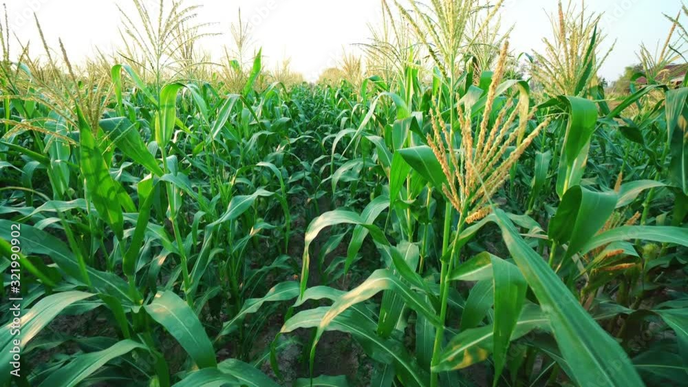 Corn field moving shot by stabilizer Corn field moving shot by stabilizer