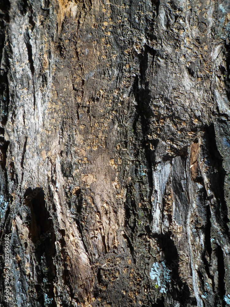 wooden textures of a tree trunk wooden textures of a tree trunk