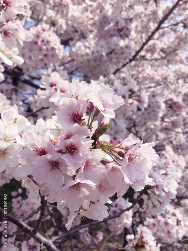 Naklejka premium 桜咲く