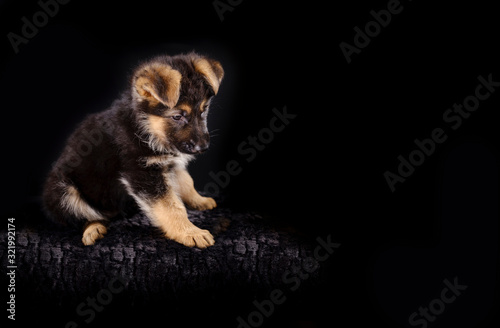 Fototapeta Naklejka Na Ścianę i Meble -  Portrait of a 7 week old german shepherd puppy, the pup is sitting, black background, copy-space