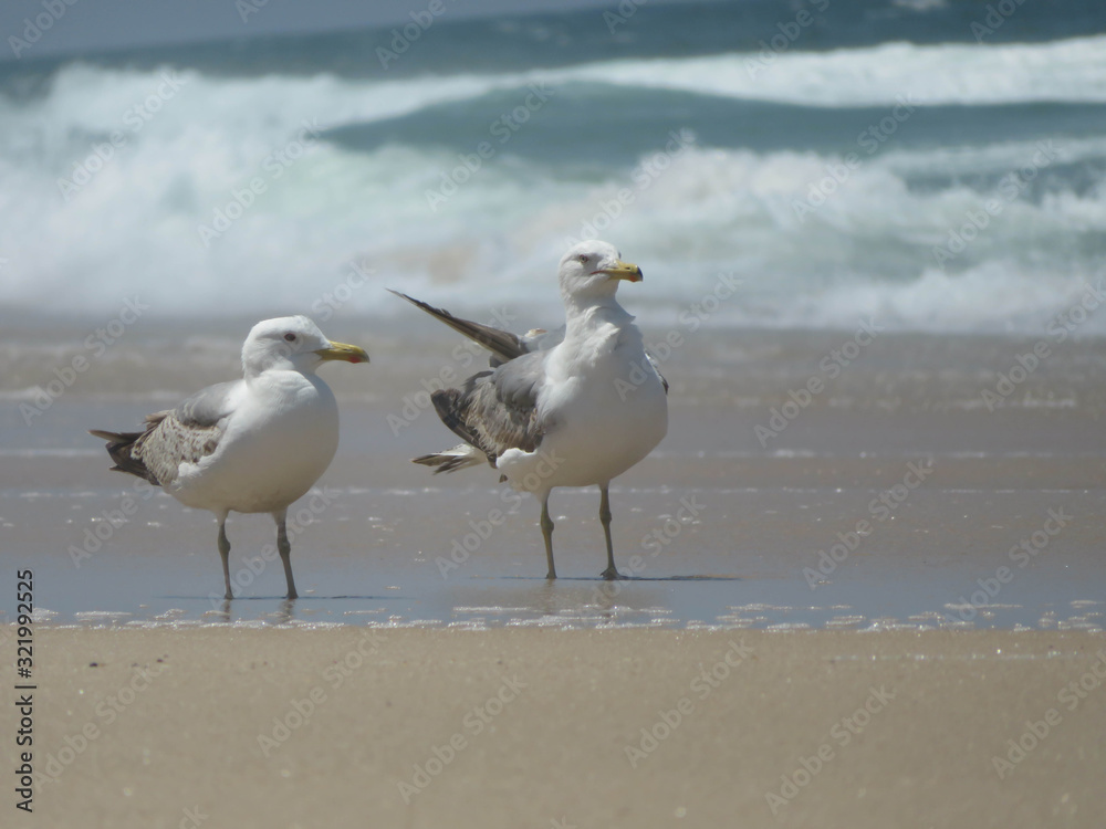 two seagulls standing on the beach