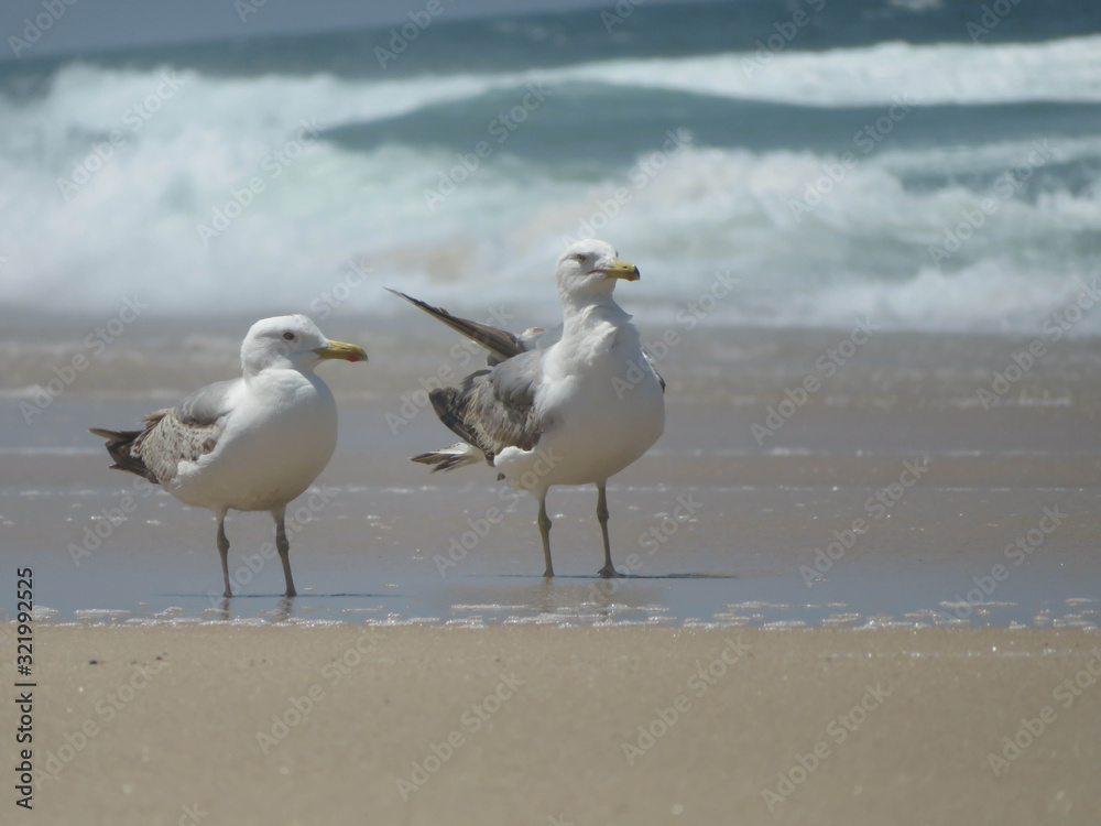 two seagulls standing on the beach two seagulls standing on the beach