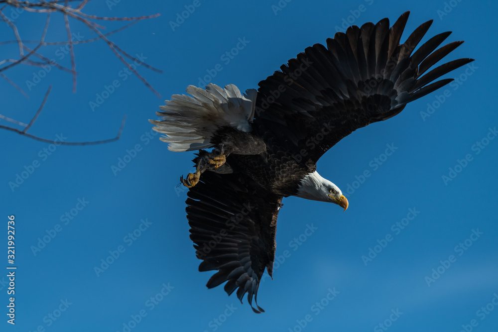 Obraz premium Bald eagle soaring in flight eagles flying