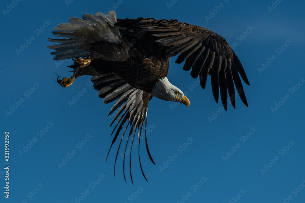 Obraz premium Bald eagle in flight eagles flying