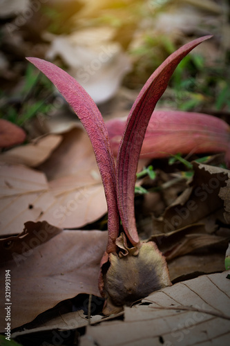 Dipterocarpus alatus seed, Yang gurjan or garjan seed. photo